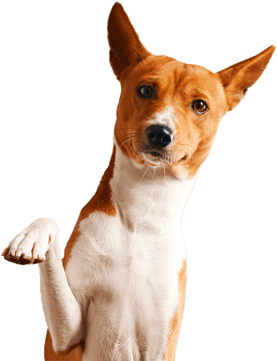 cachorro